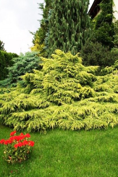 Можжевельник средний Голд Стар - хвойник с раскидистой плоской формой кроны